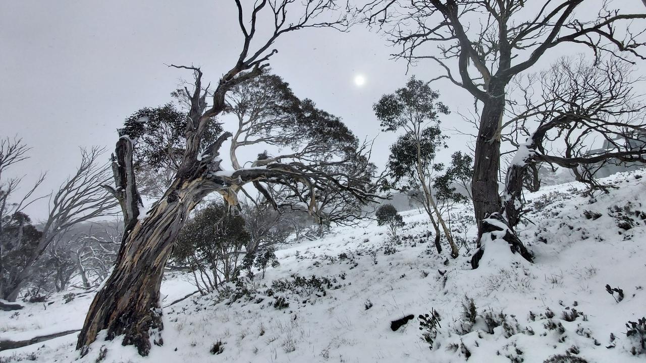 forests of the Australian Alps,