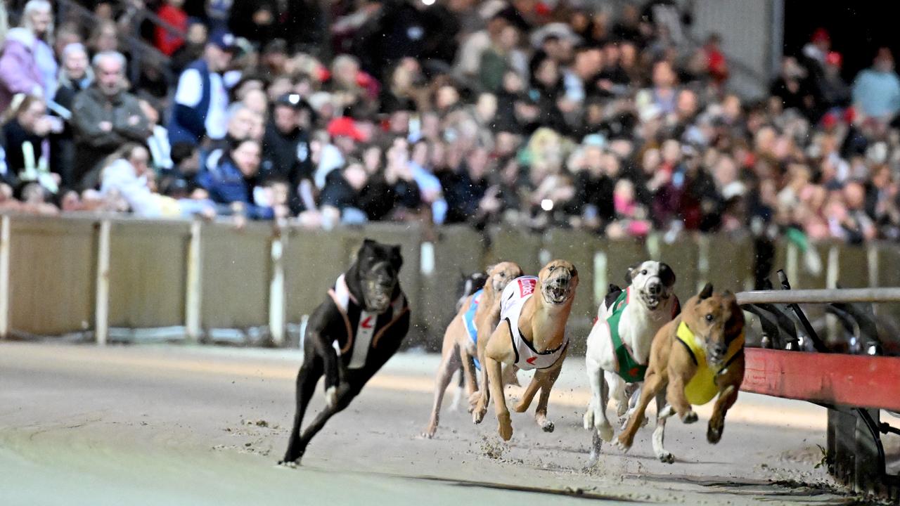 Dapto Dogs last meet 