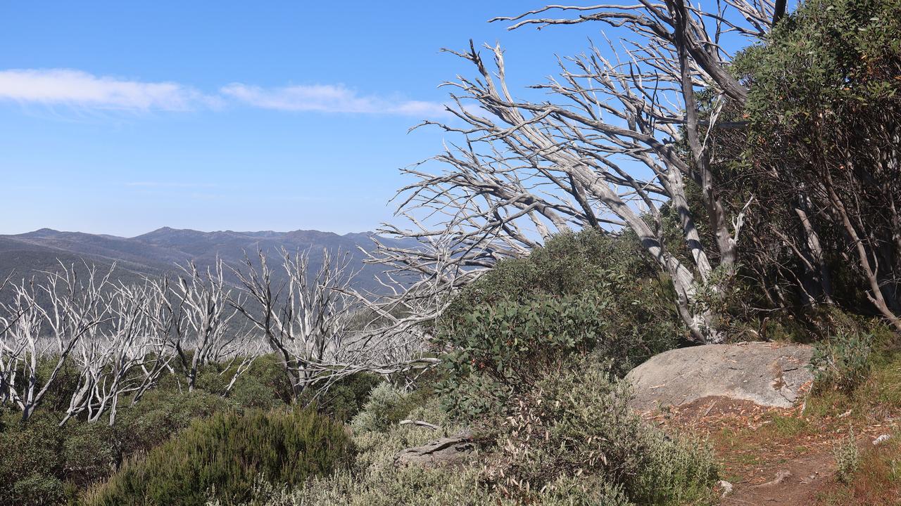 Snow gum dieback in Kosciuszko National Park
