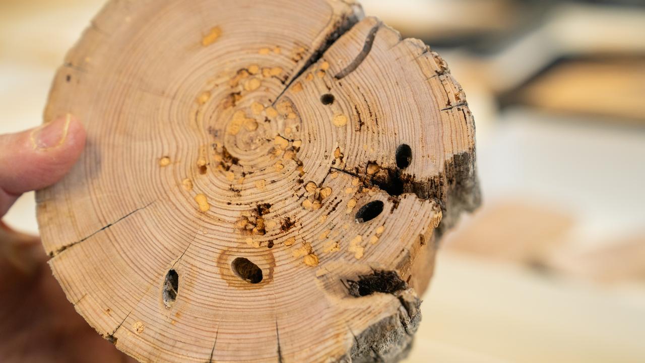 Research being conducted into the longicorn beetle