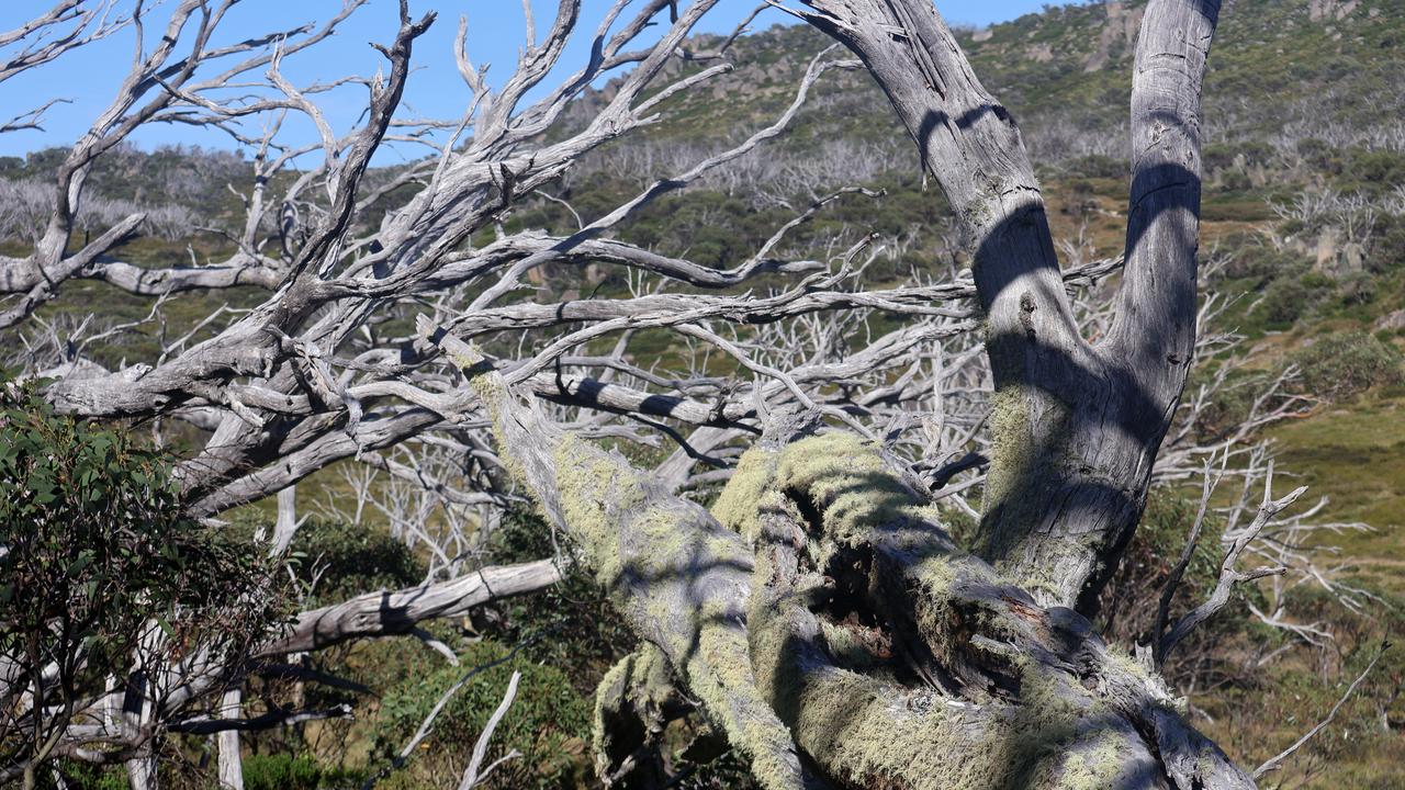 Snow gum dieback in Kosciuszko National Park