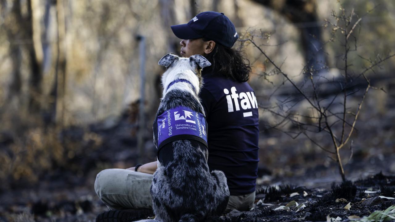 Bear sits with his handler