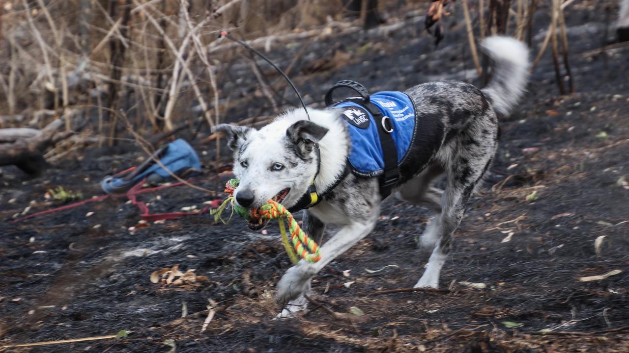 Bear the koala detection dog,