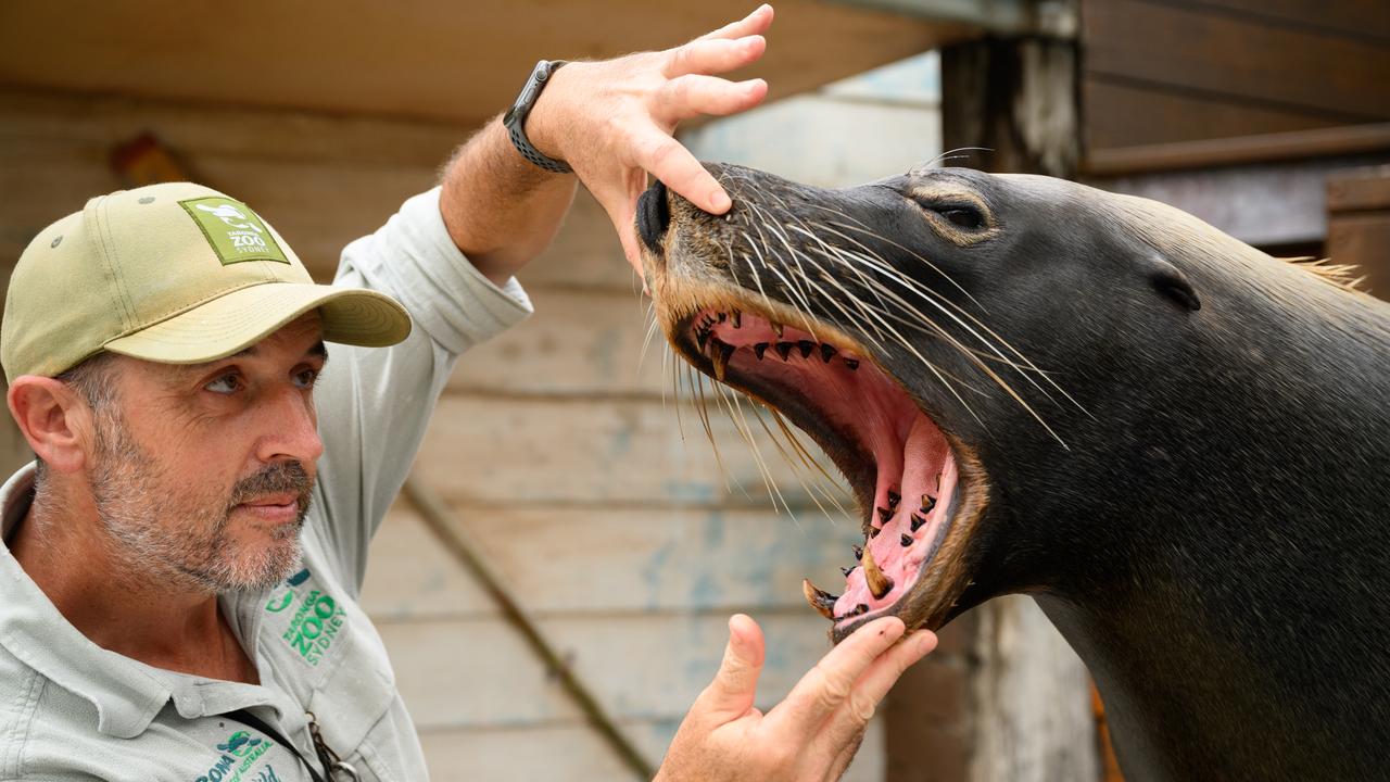 Taronga Zoo Senior Marine Mammal Keeper Jose Altuna