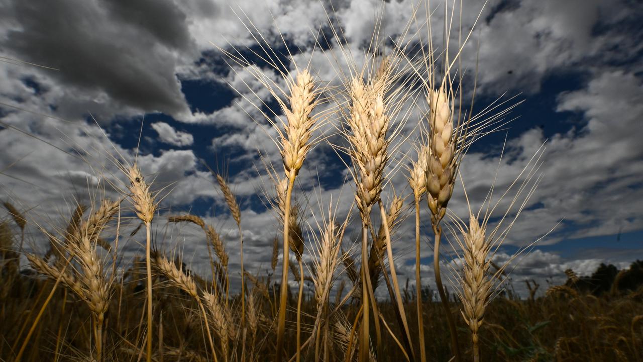 Wheat heads in a field (file image)