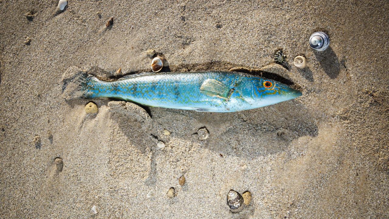 Dead fish at Seacliff Beach in Adelaide (file image)