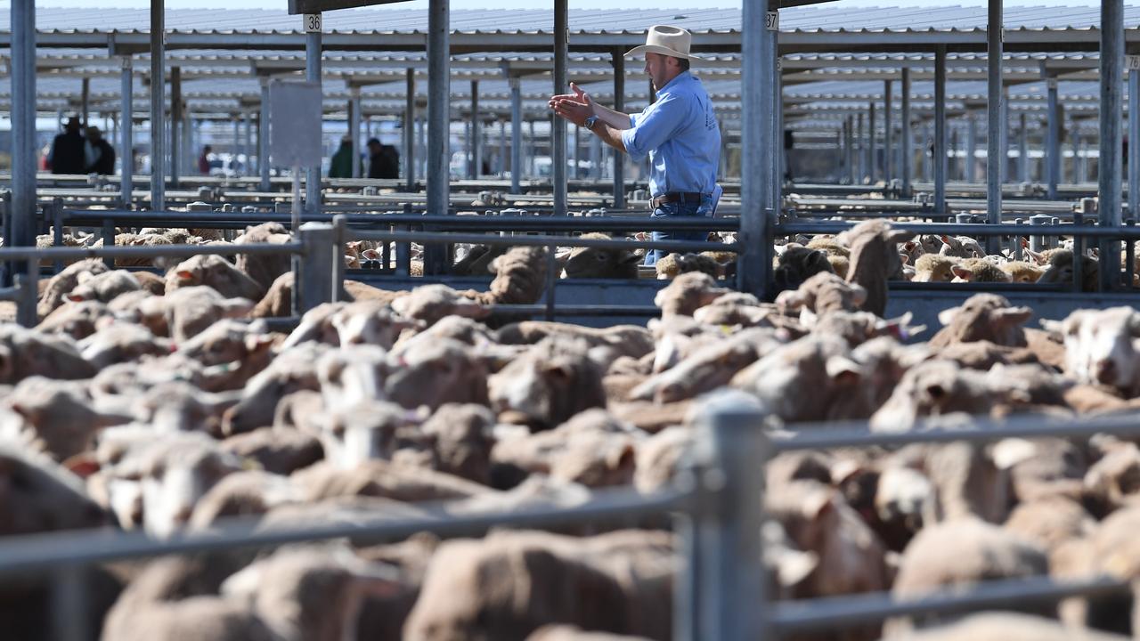 Sheep at a saleyards (file image)