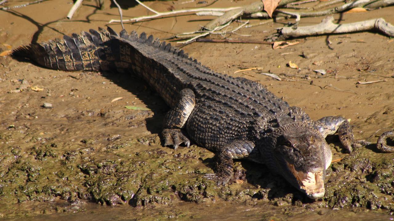 A large saltwater crocodile on the bank of a river (file image)