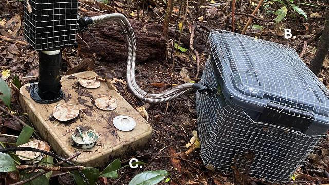 A concrete shelter created for robust whistling frogs