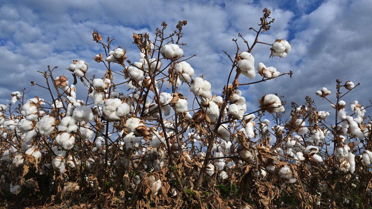 Cotton crop