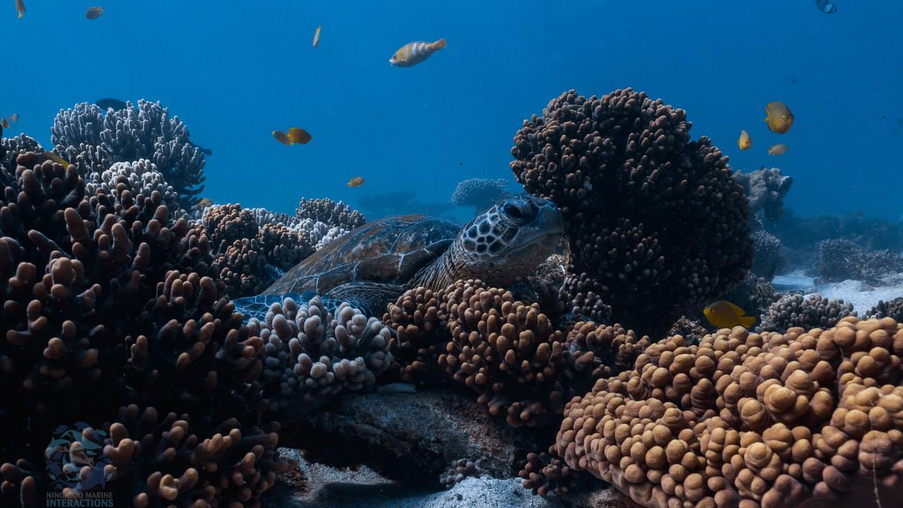 Ningaloo Reef