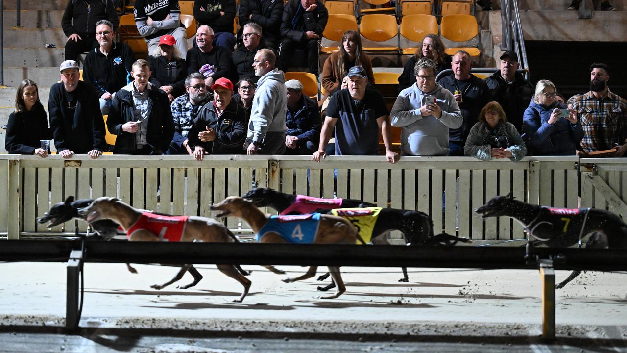 The Dapto Dogs final greyhound race