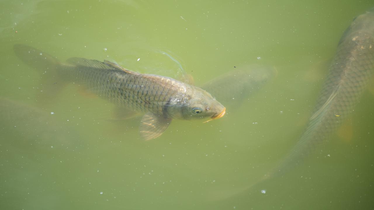 Fish in a lake (file image)