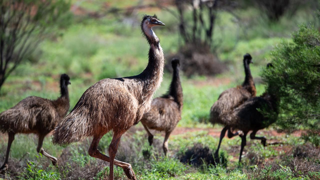 A family of emus.