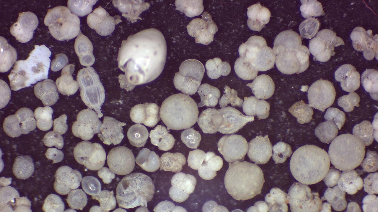 Microfossils from within layers of the Twelve Apostles