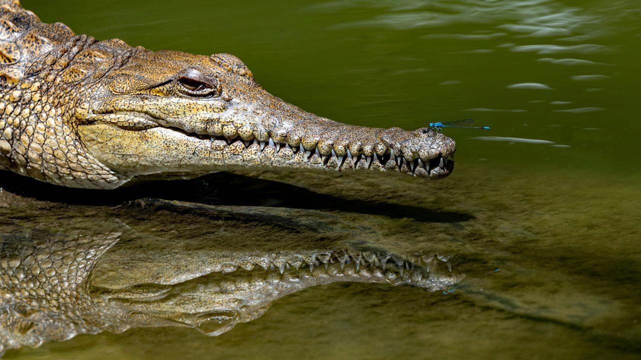 freshwater crocodile