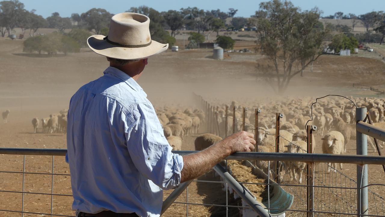 Farmer looks out over sheep paddock