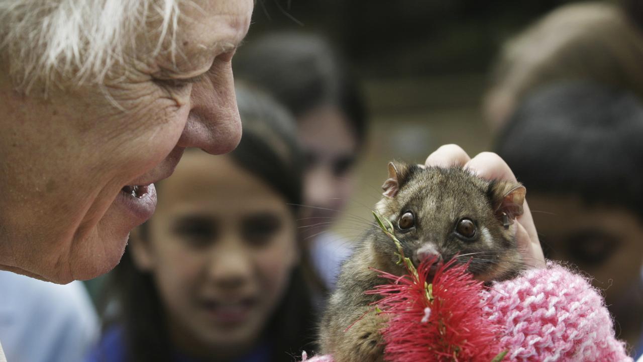 Sir David Attenborough holds Mia, a Ringtail Possum