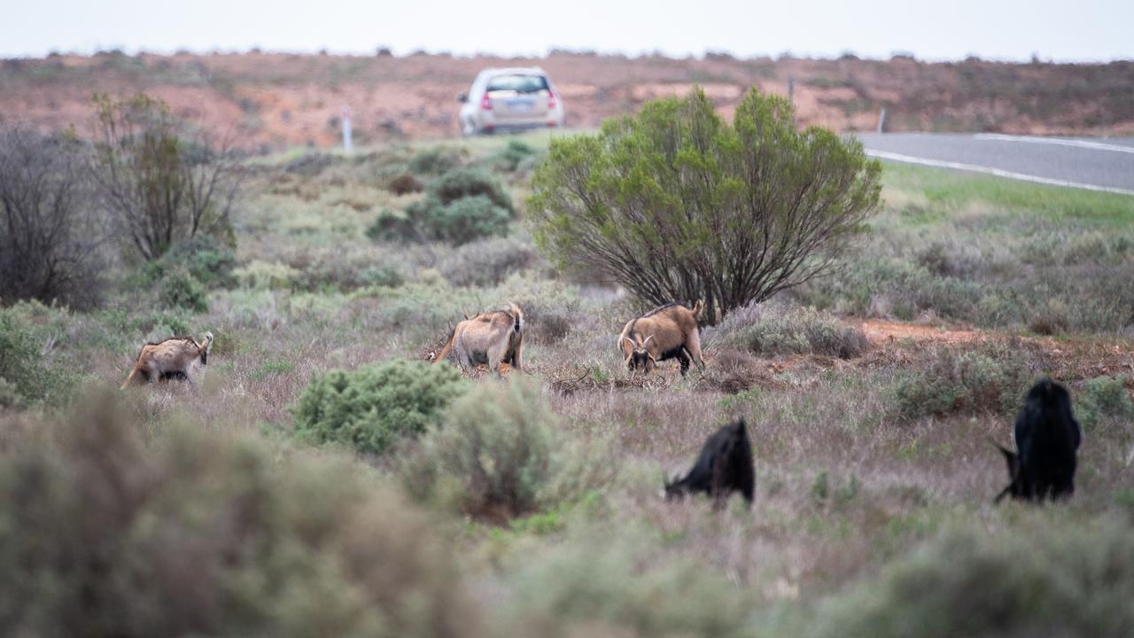 Goats graze close to vehicles near Broken Hill