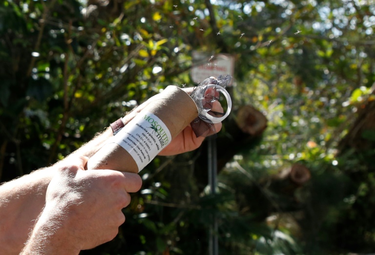 Sterile mosquitos released in Miami to battle disease